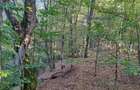 Padure de Fag 2 hectare - 3