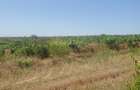 130 Ha comasat 100%, judetul Constanța - 2