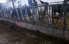 Ferma zootehnică funcțională, populată cu peste 200 capete bovine, aproape de Sâ - 4