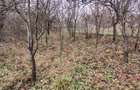 Casă de vânzare, 2 camere, 60 mp, 900 mp teren Dâmbul Rotund zona Dedeman - 9