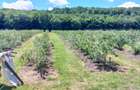 Afacere la Cheie: Plantație Afine – 1.93 Ha – Profit Garantat - 4