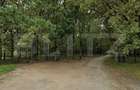 Teren intravilan 6.000 mp | Parcelabil | Teren plan | Padure - 2