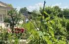 Casa cu teren 1111 metri patrati 39500 euro. Independenta, Galati - 4