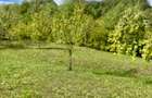 Teren 5.600 mp – Liniște, Natură și Verdeață | 10€/mp - Comision 0% - 6