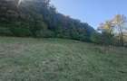 5,6 ha terenuri si padure in Criscior - 1