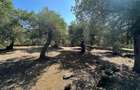 Teren intravilan pe insula Thassos, aproape de plaja salbatica - 11