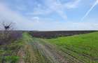 VANZARE TEREN PRUNDU INTRAVILAN AGRICOL GIURGIU POTENTIAL - 7