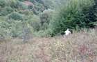 Proprietar-Vând două terenuri, unul de 7.100 mp, celălalt de 25.000 m2 - 7