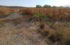 Teren 4606 mp-ideal investitie-Sarata - 4
