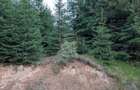 Teren 19,500 mp (1,95 Ha)-curent-ideal cabane-Colibita - 2
