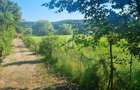 Teren Extravilan/Padure 90 000 Mp de Vanzare Zona Corunca/Acatari - 5