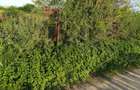 Teren intravilan de constructii, Chiscani, St - 2200 mp, deschidere 50 m - 4