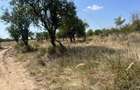 Teren intravilan 5744 mp Mosoaia-Prunilor - 2