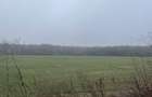 9400 mp | Ideal pentru investitie | Tunari | Deschidere la padure - 7