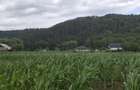 Se vinde teren de 5000mp, intr o zona foarte liniștită aproape de pădure - 3