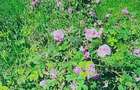 TEREN CU PLANTAȚIE DE TRANDAFIRI ,,ROSA DAMASCENA,\ \CARANSEBEȘ\JUD.CS - 8