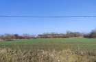 Gradistea/Zona padure - 2