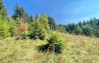 Teren Intravilan Predeal - Acces direct DN - Priveliste deosebita - 31