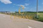 Teren intravilan cu PLANTATIE DE GOJII de vanzare in Racari - 3