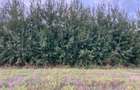 Teren cu vedere la Padure, rate 2-3 ani, 621mp, in zona Paradisul Verde - 8