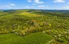 Teren 20 ha vestul Romaniei – ideal plantație aluni / livadă - 4