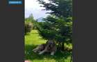 House for sale, 5 Rooms, 180 sqm, Valea Dejani - 1