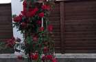 Casă de vânzare în inima Deltei  - 14