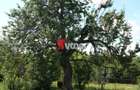 Teren intravilan | 2.810 mp|18ml|Zona Fratelia| - 12