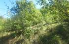 5,6 ha terenuri si padure in Criscior - 4