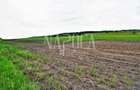Teren extravilan pentru constructii de vanzare in Popesti - 5