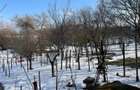 BANEASA - TEREN 976 MP - 4