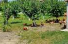 Teren Arabil 2.75 Ha