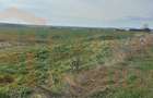 Teren intravilan 10.000 mp | DN | Zona Volvo - Hala Neagră - 5