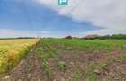 Teren extravilan 5000 mp, Arad - 4
