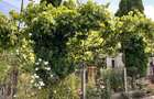 Casa 2 camere + baie,  curte, gradina, pivinita.