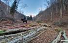 Teren Intravilan de Vânzare – 3279 MP – Coada Lacului Tarnița - 3