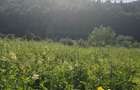 Teren Intravilan Predeal - 2