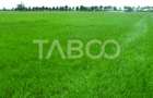 Teren intravilan deschidere 35 ml 7000mp in zona Industrial Vest Sibiu - 2