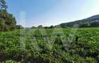 Teren extravilan 7500mp, cu acces la astfalt, zona Bungard - 1