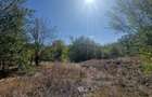 PADURE VALU LUI TRAIAN / zona popas Forest M / 2 loturi x 564 mp - 1