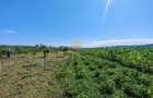 Casă de vânzare în Traian– 10 minute de BACAU - 10