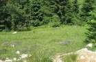 TEREN INTRAVILAN DE VANZARE | COMUNA FUNDATA | FUNDATICA | BRASOV - 2
