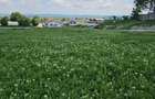 3444 MP TEREN VANZARE-1800NMP INTRAVILAN - 1