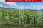 De vânzare teren arabil – 4,58 ha, Moacșa, Covasna - 1