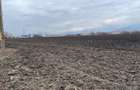 Teren 50000mp Extravilan-Intrare Halchiu-Cod 5235 - 6