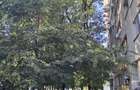 Gorjului Metrou in fata blocului Garsoniera Moderna - 11