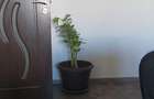 3 camere Iancului Pet friendly - 14