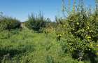 Petresti - Corbeanca 4648 mp intravilan desch. 33 m, utilitati, acces asfaltat - 13