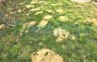 Casa cu 4 camere de vanzare, zona linistita, Santandrei, Bihor V4050 - 19