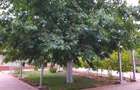 Vila P+E, 18 Km de Bucuresti-Adunatii Copaceni - 19